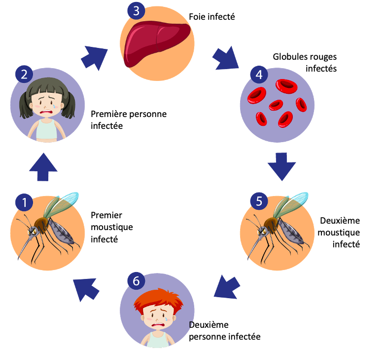 paludisme-schéma-transmission-maladie-piqure-moustique